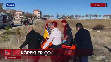Ankara'da köpeklerin saldırısına uğrayan 13 yaşındaki çocuk yaralandı