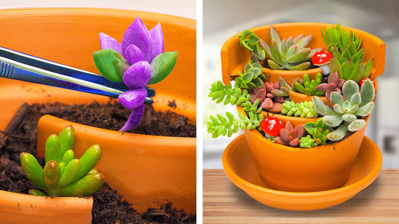 Planting Ideas at Home in 5-Minute: Indoor Garden Hacks with Stunning Succulents