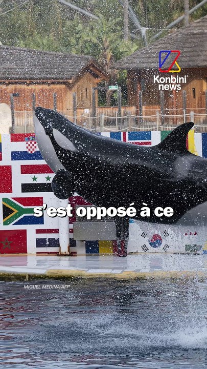 Que vont devenir les animaux de Marineland ?