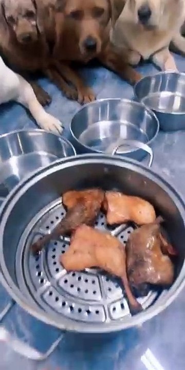 MOMEN FUNNY ANIMALS
