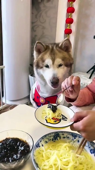 MOMEN FUNNY ANIMALS