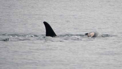 Una orca arrastra el cuerpo inerte de su cría, y no es la primera vez que ocurre