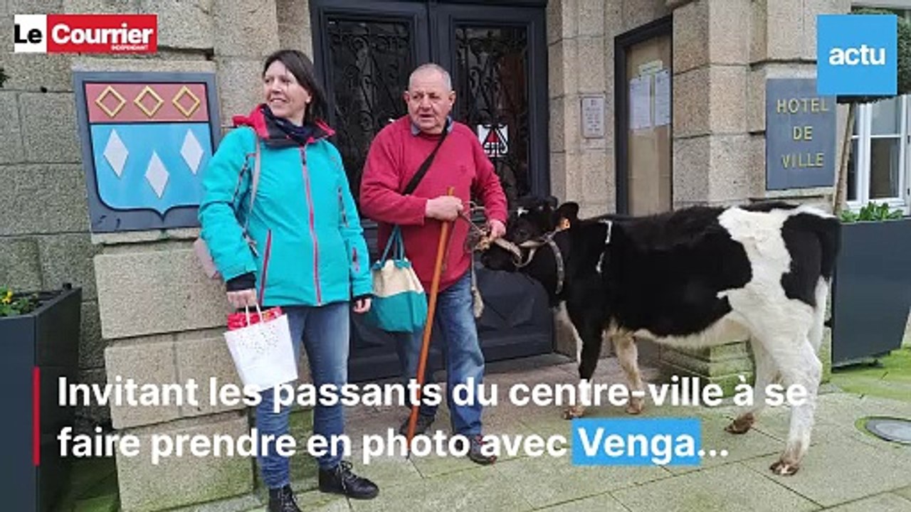 Il promène sa vache dans le centre-ville de Loudéac (Côtes-d'Armor)