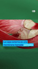 Huesos: órganos vivos