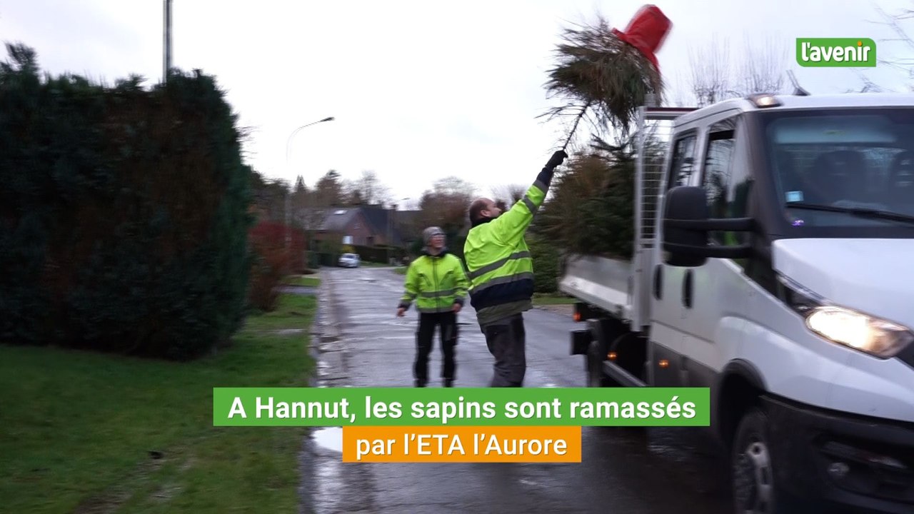 A Hannut, les sapins de Noël sont ramassés par les travailleurs de l'ETA l'Aurore