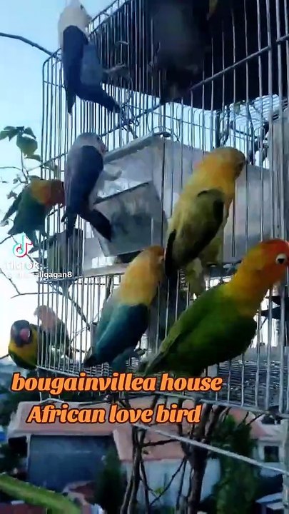 birds