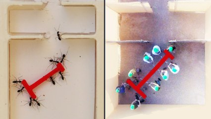 Humanos contra hormigas: el laberinto