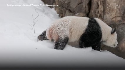 The National Zoo's New Pandas Delight in D.C.'s Snowfall Before Making Public Debut