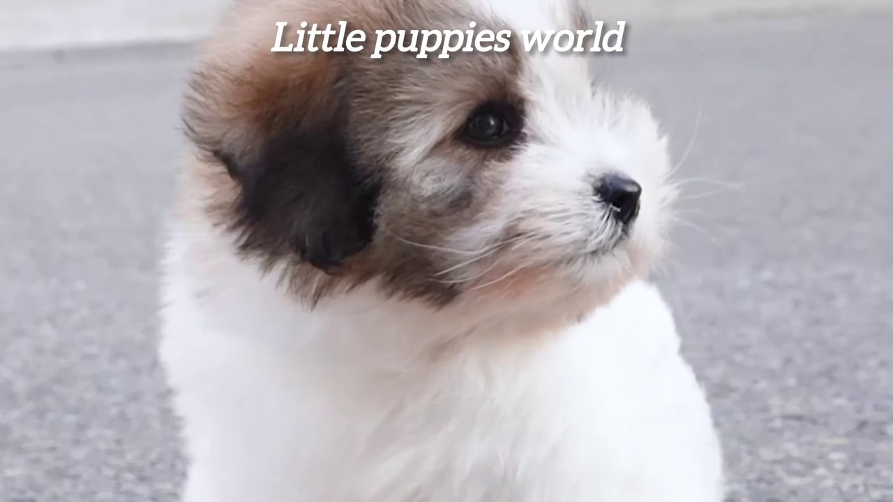 Puppies world