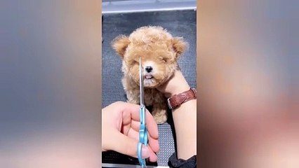 Best Dog Moments Caught on Camera | Funny Pet Videos