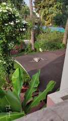 Sunbathing catto