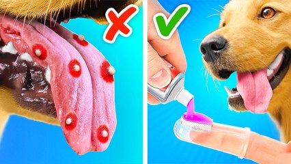 OH PUPPY 🐶🚿💨 Must have gadgets for your fur babies