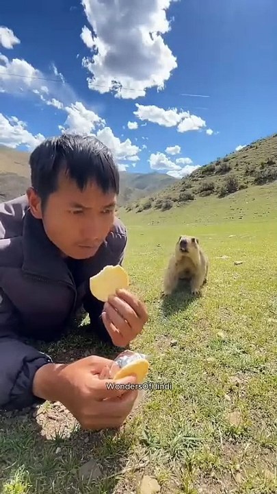 Cute Groundhog 😍