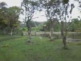 Day 3, Cano Negro, Alligator City, Costa Rica Lowlands