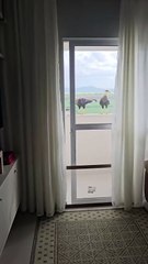 Mulher tem tênis furtado por gavião após deixá-lo em sacada de prédio no Sul de SC Fiquei com um pé só