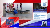 18 feet na buwaya, napadpad sa dalampasigan ng Barangay Kiniktal | Unang Balita