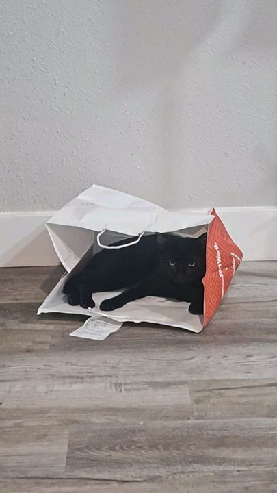 Did somebody order a kitty cat 🤔😂😂