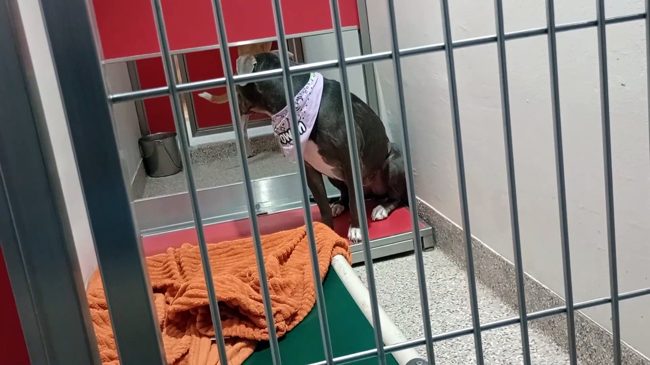 Mr Claus-black eye patch 2y A857891 Mrs Claus 4y A857890 kennel 164 PACC shelter Mr Claus leader VID_20250105_164910623