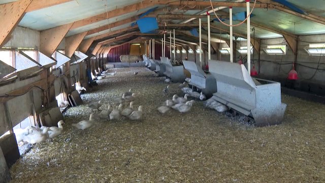 Estados Unidos enfrenta presiones para frenar gripe aviar