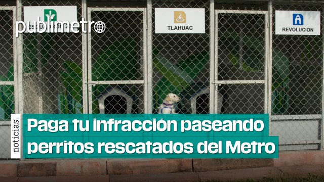 Paga tu infracción cívica paseando perritos rescatados del Metro CDMX