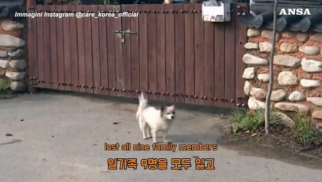 Resta solo dopo il disastro aereo in Corea, cane cerca famiglia