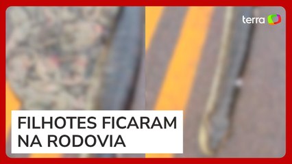 Cobra grávida é atropelada em estrada do MT e expele cerca de 40 filhotes