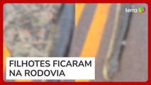 Cobra grávida é atropelada em estrada do MT e expele cerca de 40 filhotes