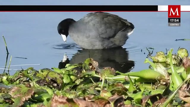 20 especies de aves migratorias regresan a la Laguna de Zumpango | Milenio Hábitat