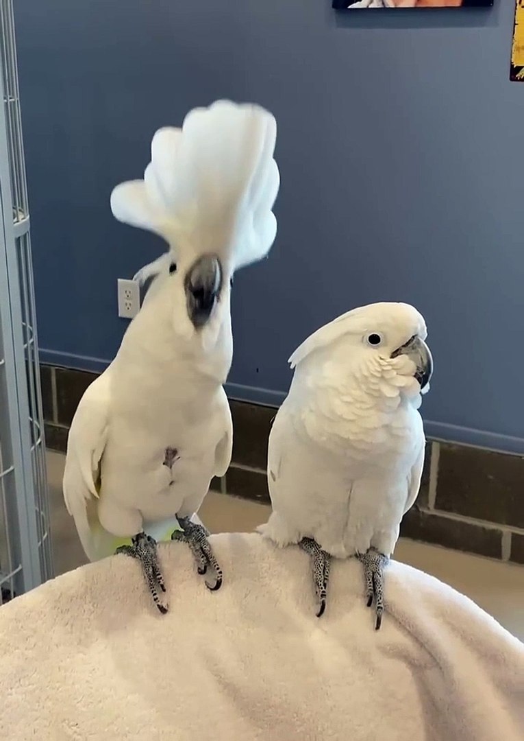 Funny pets