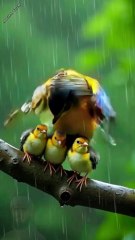 surah Rahman ki tilawat 51 create #shorts #viralvideo #shortsvideo #shortfeed #NatureInspiredByQuran #bird