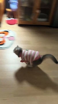 Funny cats ( Cute Jumping paws )