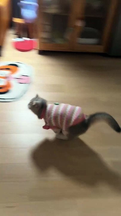 Funny cats ( Cute Jumping paws )