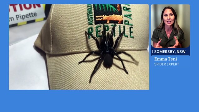 Record-breaking funnel-web spider 'Hemsworth' to be milked for venom