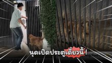 เจ้าตูบแสนรู้ เก่งเกินต้าน สั่งนุดเปิดประตูได้ด้วย !