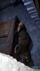 सीमावर्ती इलाके के रानीगंज में तेंदुए ने मचा रखा है आतंक, चार लोगों को किया जख्मी, रेस्क्यू में जुटा वन विभाग