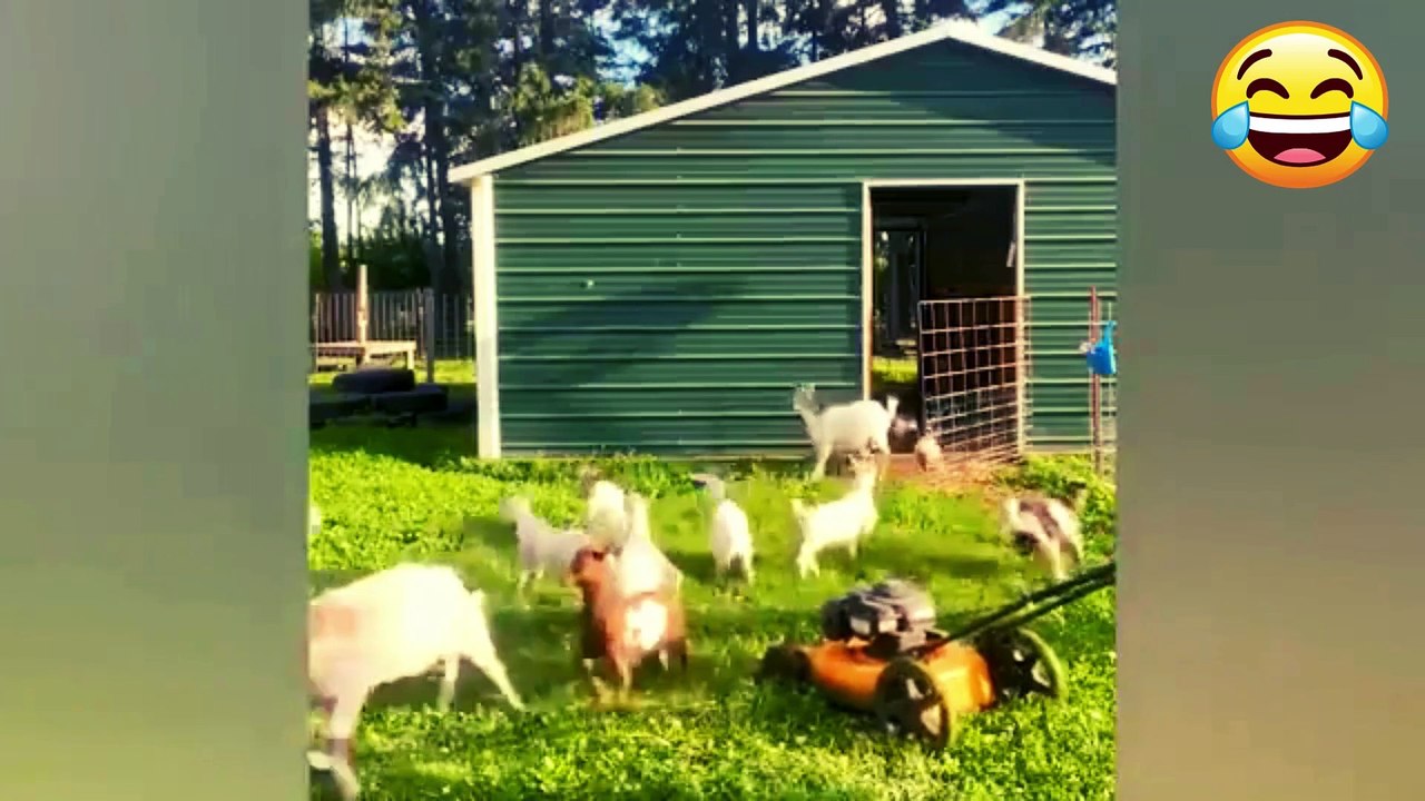 Funny Animals  compilation