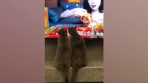 Over the top DRAMATIC CATS 😆 Best Funny Cats videos 2024 😂