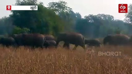 झुंड से बिछड़ा दो विशालकाय हाथी पहुंचा तोरपा, स्कूल का बाउंड्री तोड़ा