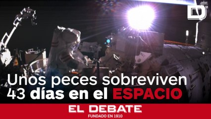 Un grupo de peces establece un récord al sobrevivir 43 días en la estación espacial china