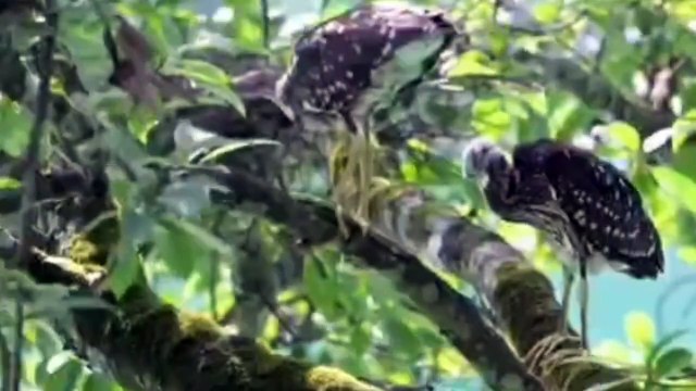 चीन और वियतनाम का दुर्लभ पक्षी सफेद कान वाला रात्रि बगुला, जो भारत में सिर्फ VTR में किया गया है स्पॉट