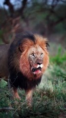 King of Animals (🦁) Lion