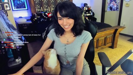 Best Cat Videos of the Decade