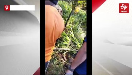 युवक ने तेंदुए की पूंछ पकड़कर पिंजरे में डाला, देखें वीडियो