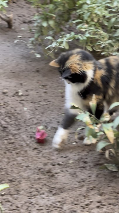 Cats & Roses