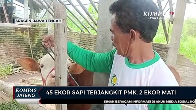 45 Ekor Sapi Terjangkit PMK, 2 Ekor Mati