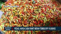 Harga Cabai Hijau Melonjak hingga Rp42 Ribu per Kilogram, Petani di Jember Pilih Panen Awal