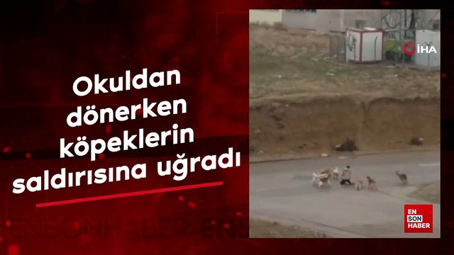 Ankara'da okuldan dönerken başıboş köpeklerin saldırısına uğradı