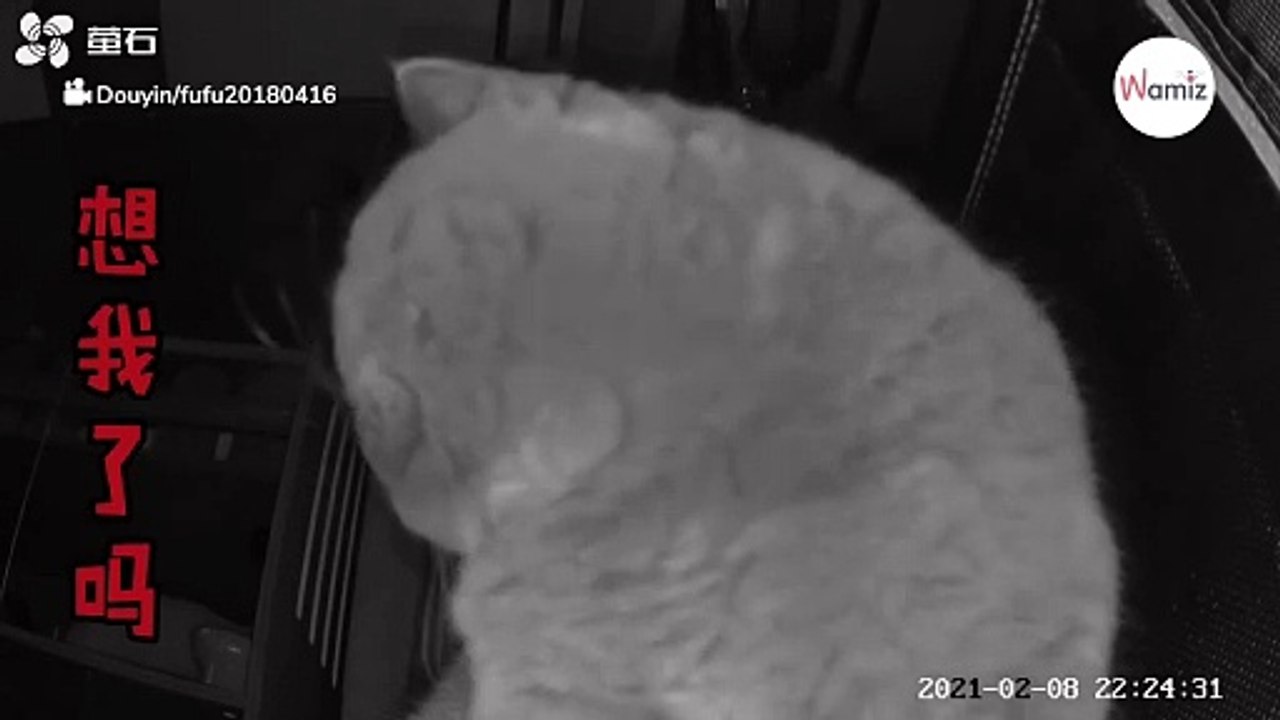 Zostawiła włączoną kamerę, aby obserwować kota, który został w domu. Nagranie obiegło świat