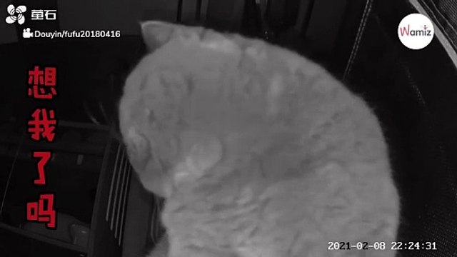 Zostawiła włączoną kamerę, aby obserwować kota, który został w domu. Nagranie obiegło świat