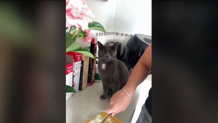 youtub eanimals will make you laugh to tears 😅